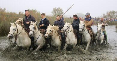 La Camargue.